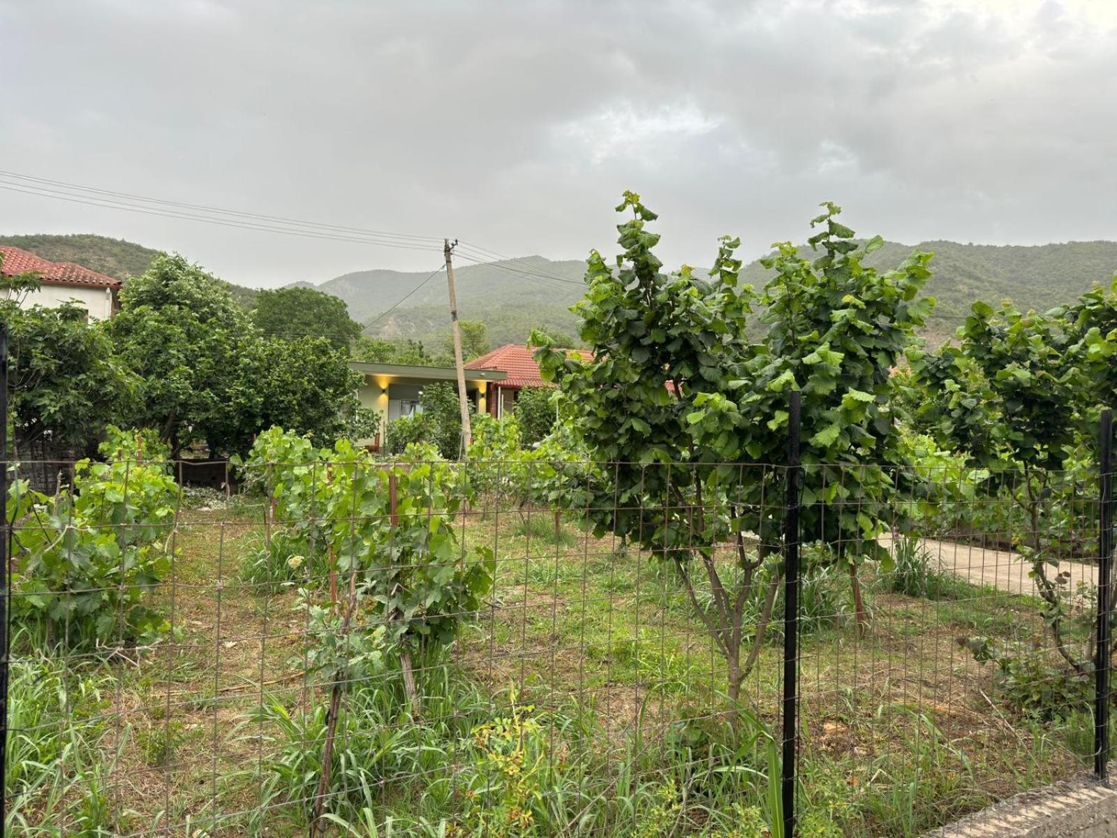 Green House Përmet Zewnętrze zdjęcie